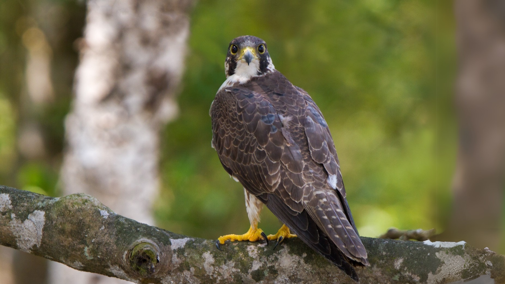 Peregrine Falcon