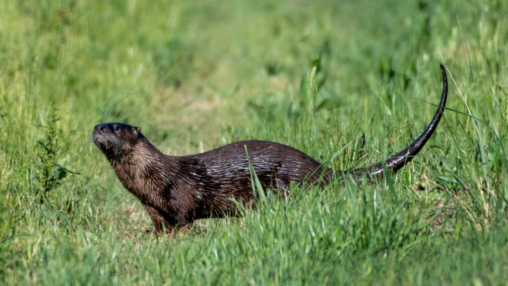 North American River Otter