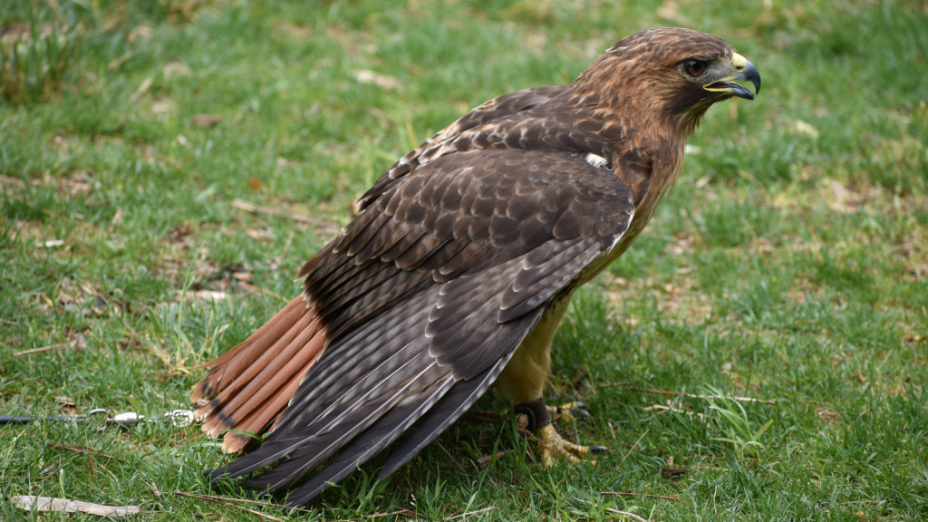 Red-Tailed Hawk