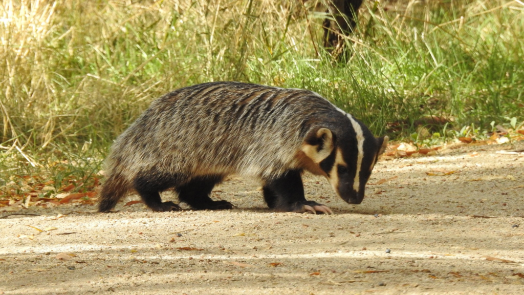 American Badger 