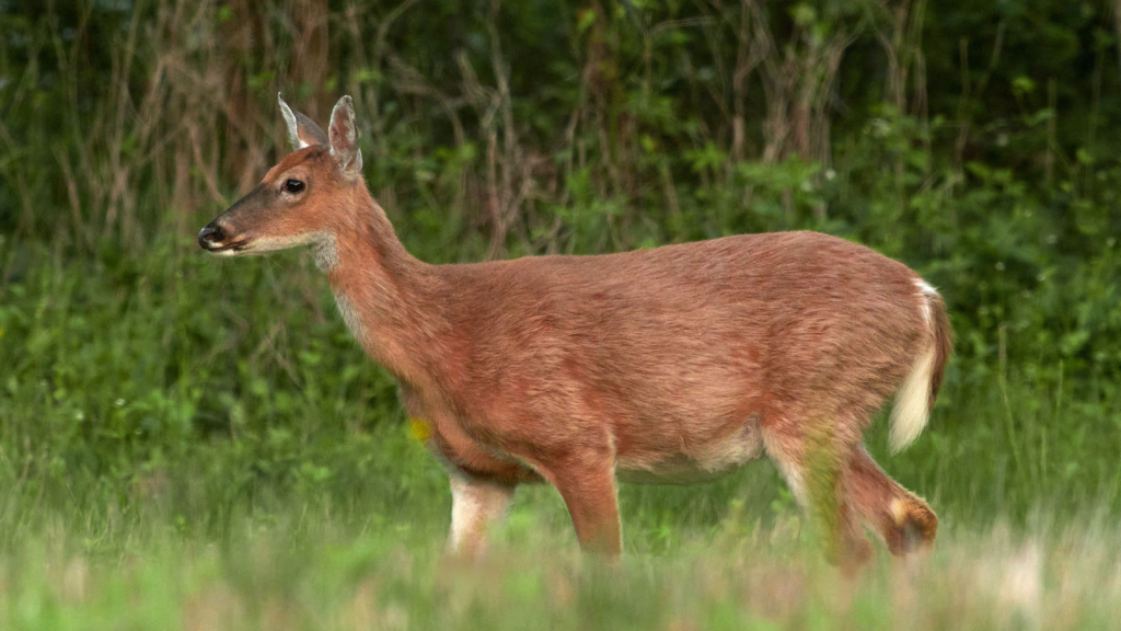 White-Tailed Deer