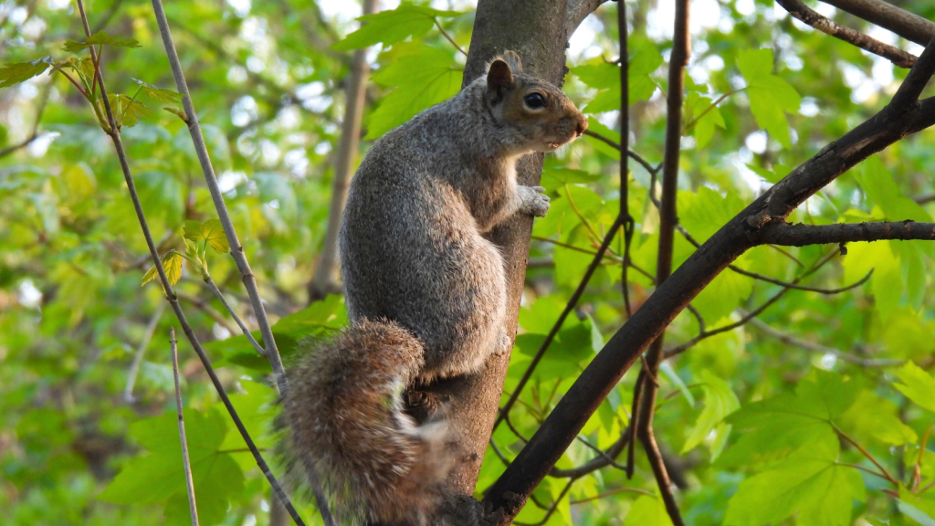 Eastern Gray Squirrel