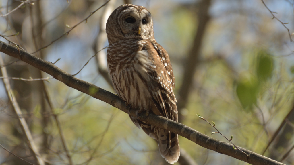 Barred Owl