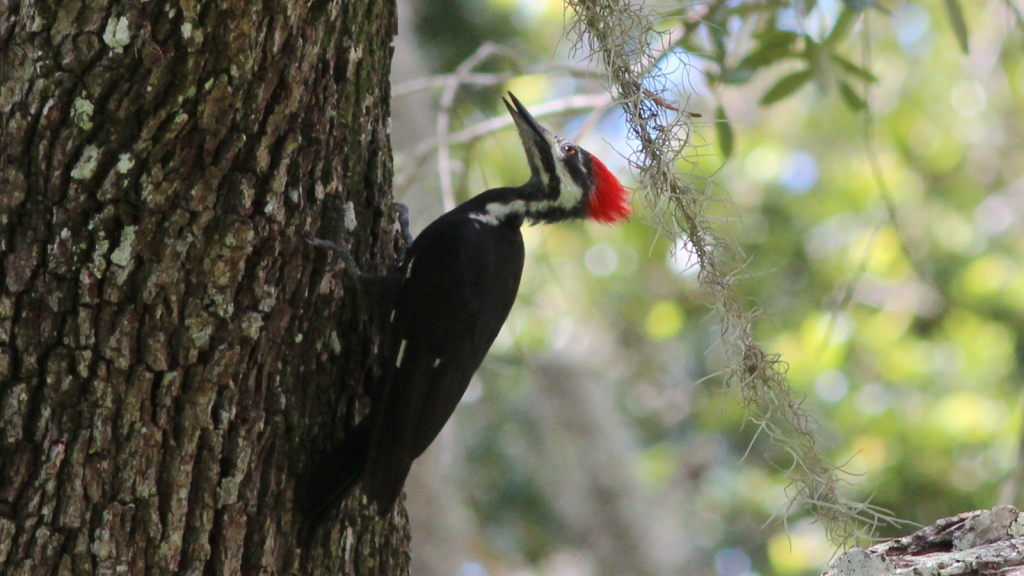 Pileated Woodpecker