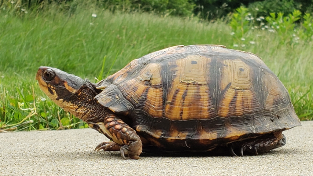 Eastern Box Turtle 