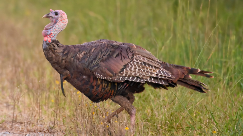 Wild Turkey