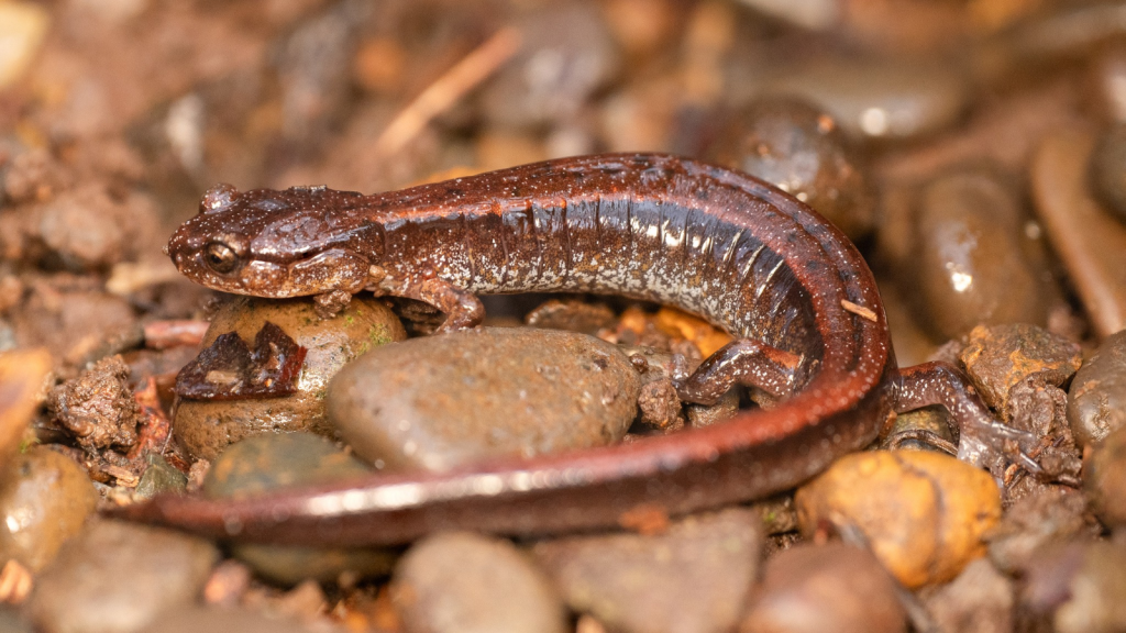 Red-Backed Salamander