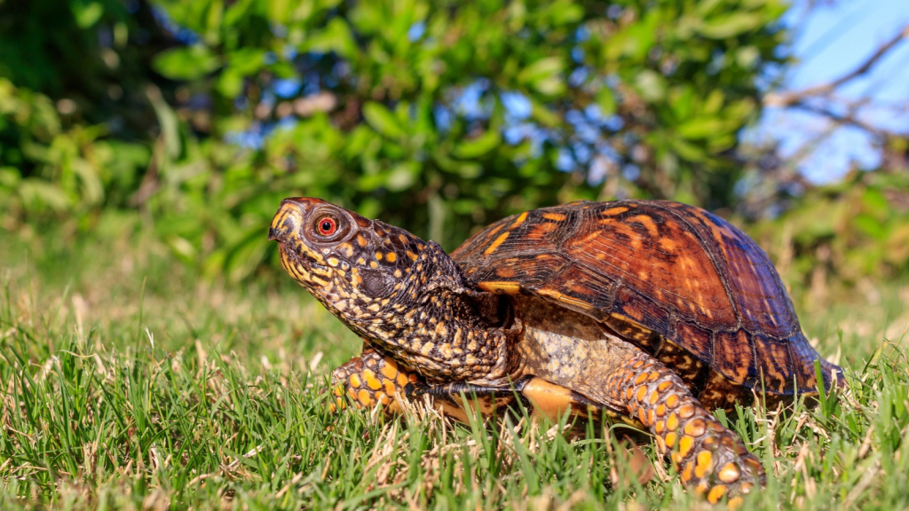 Eastern Box Turtle | 15 Animals That Thrive in North America's Temperate Forests