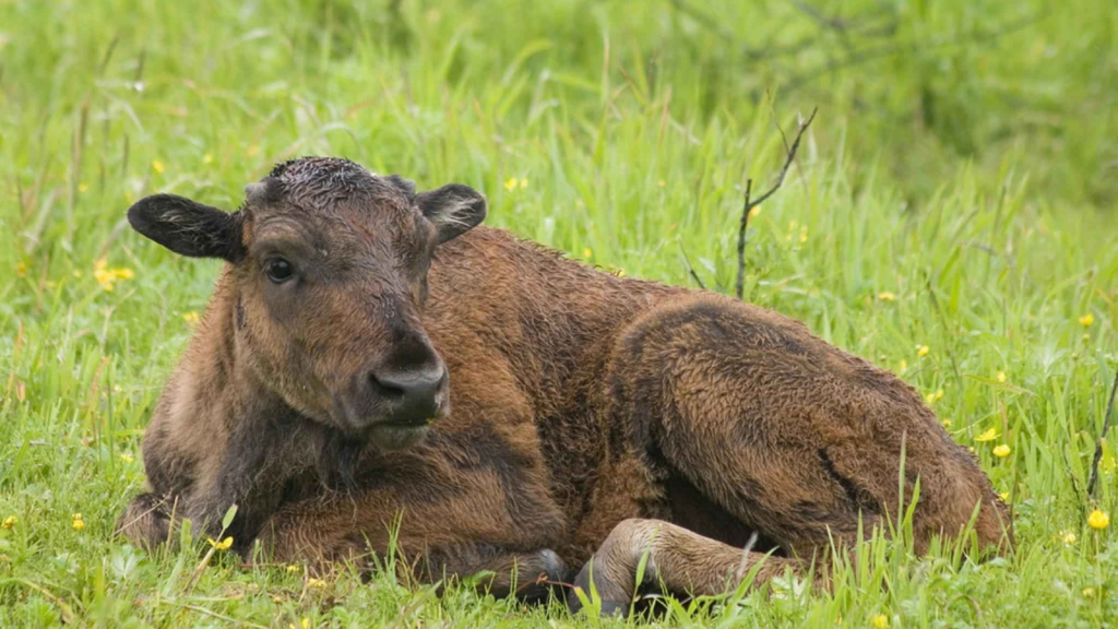 Wood Bison