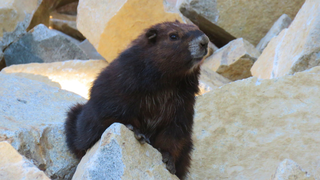 Vancouver Island Marmot