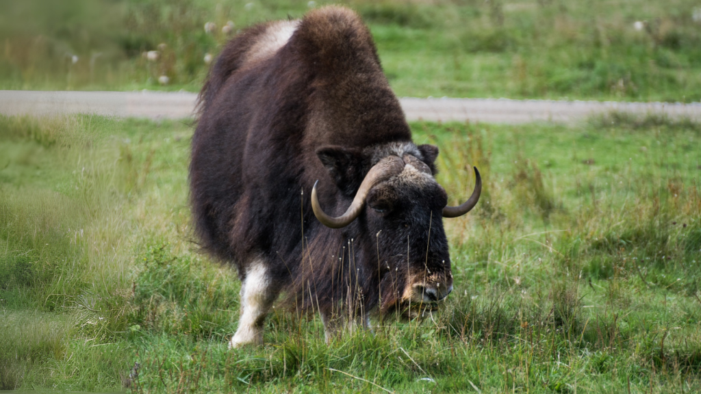 Muskox