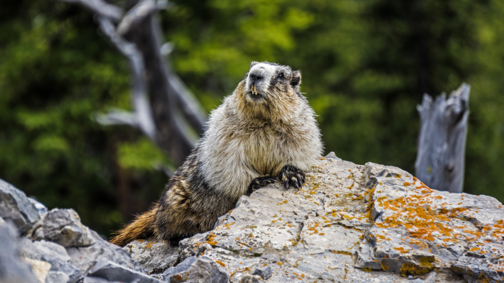 Hoary Marmot