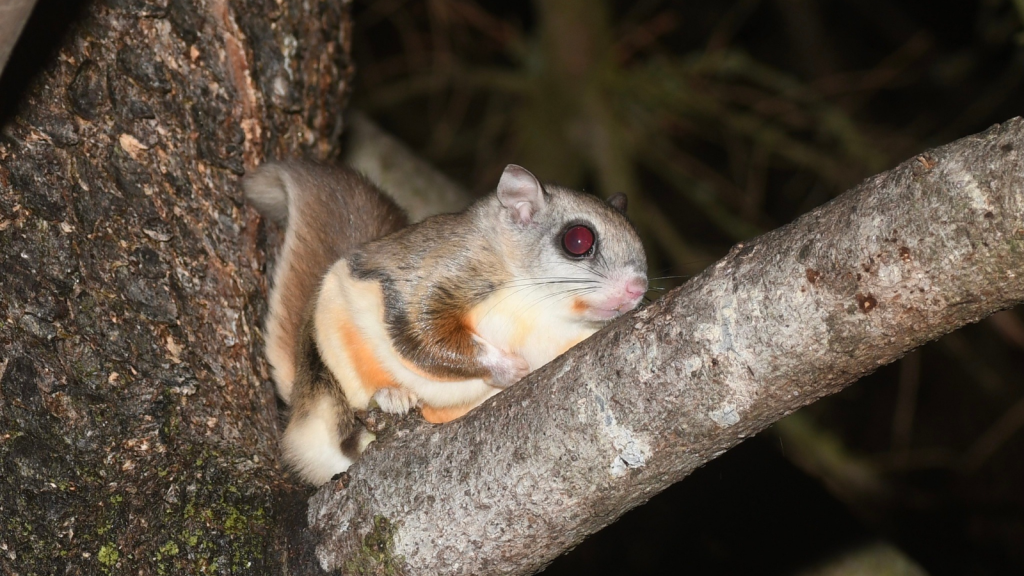 Northern Flying Squirrel 