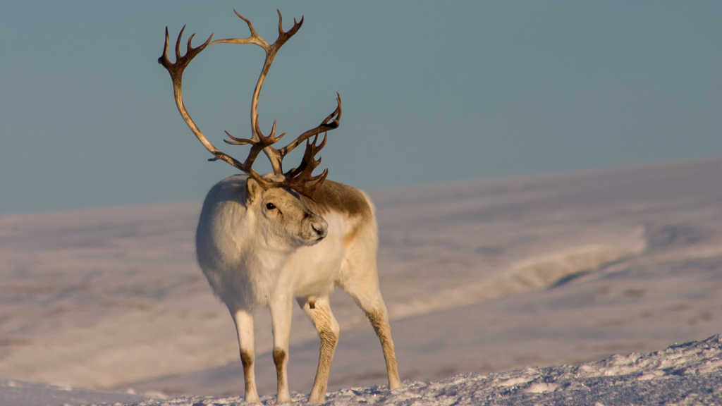 Peary Caribou