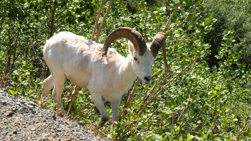 Dall Sheep