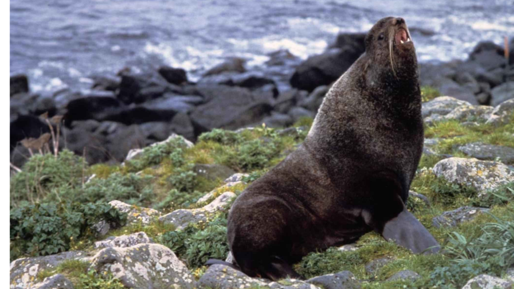 Northern Fur Seal