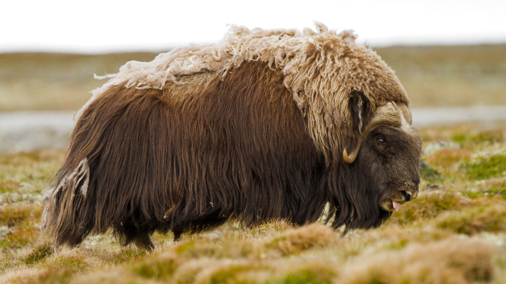 Muskox | 15 Unique Mammals Found in Canada