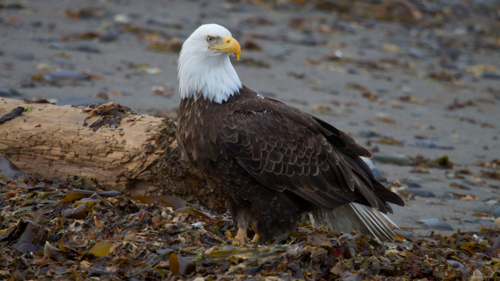 Bald Eagle