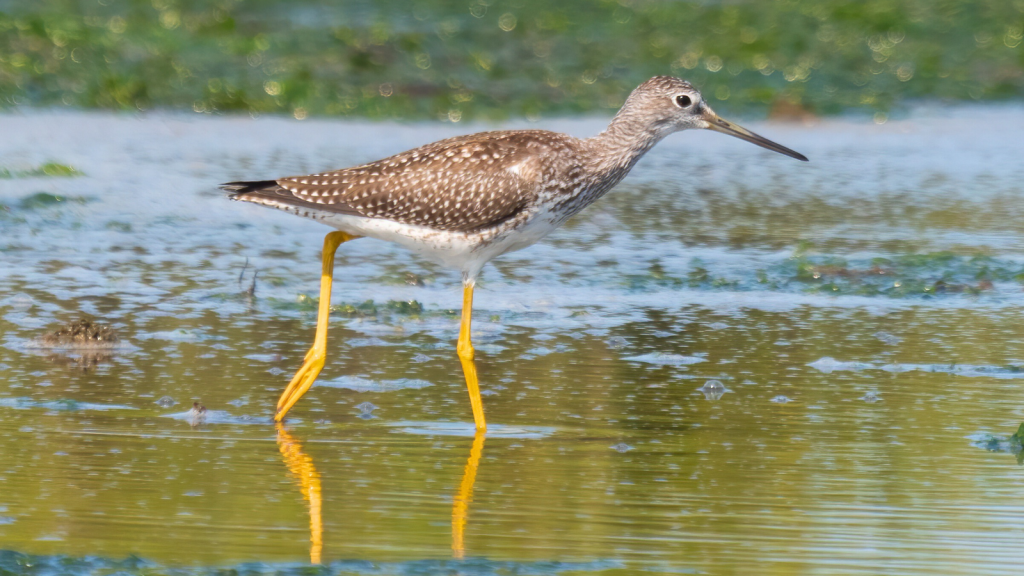 Greater Yellowlegs