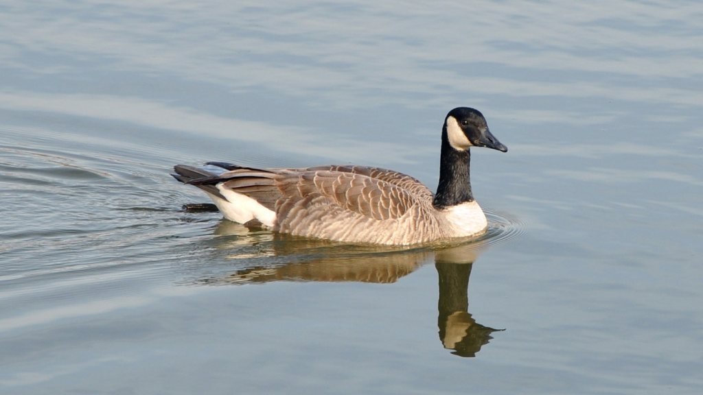 Canada Goose