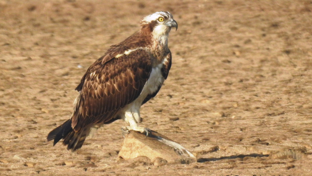 Osprey 