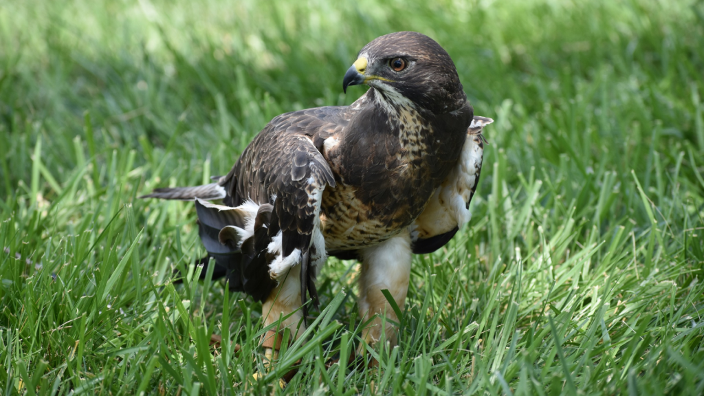 Swainson's Hawk