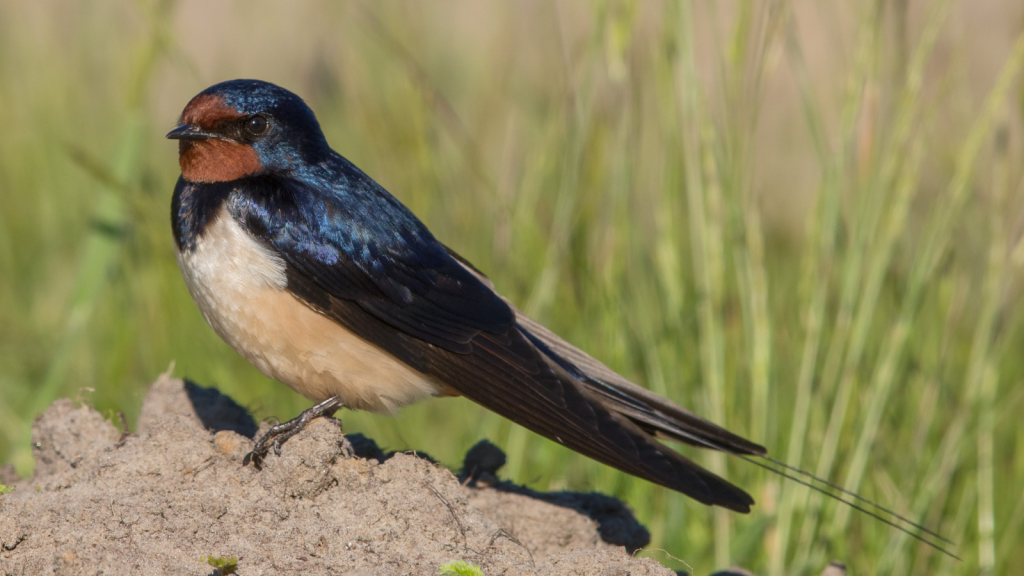 Barn Swallow