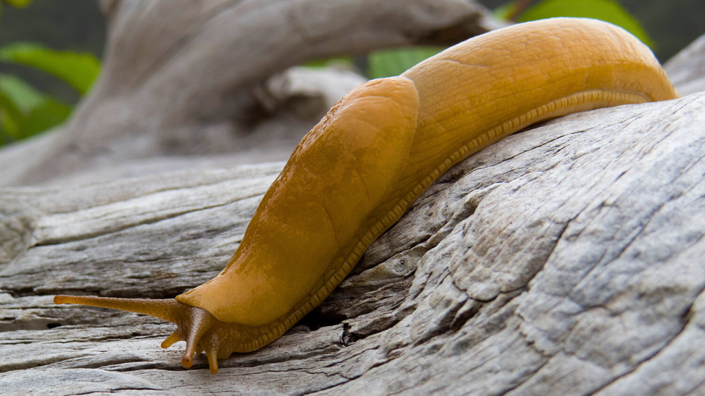 Banana Slug