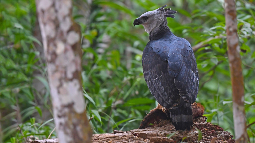 Harpy Eagle