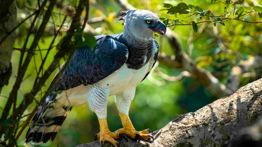 Harpy Eagle | 15 Astonishing Facts About the Harpy Eagle, the Forest Ruler