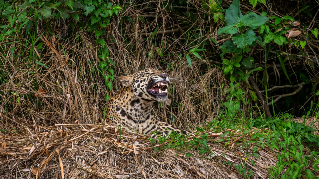 Jaguar