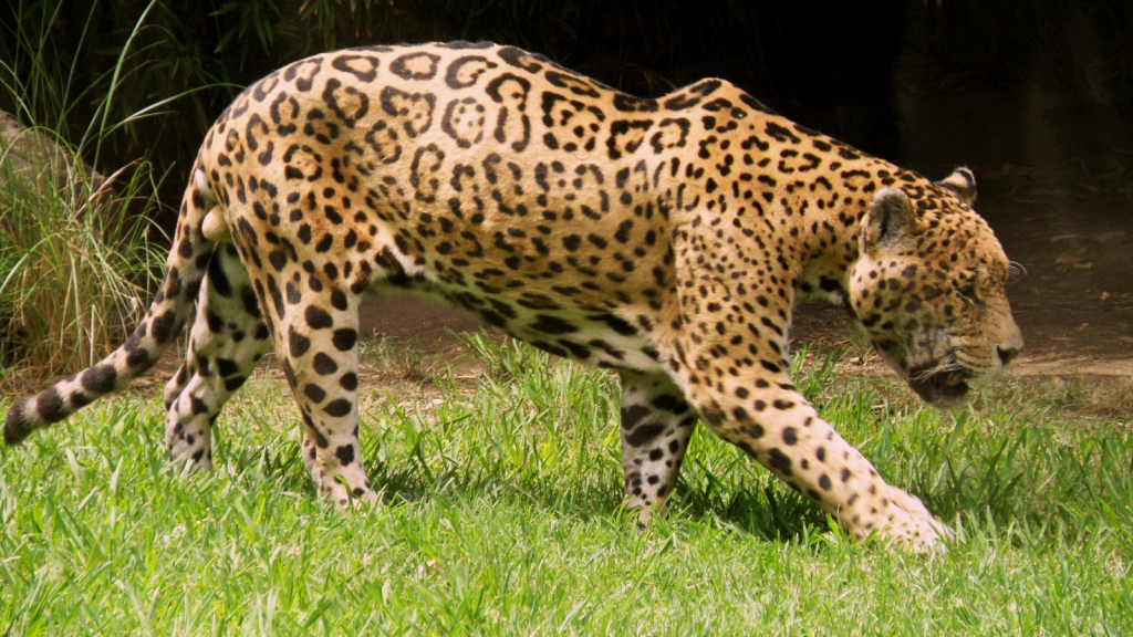 Jaguar