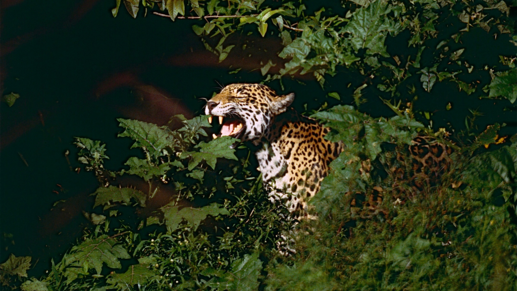 Jaguar