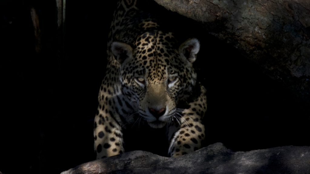 Jaguar