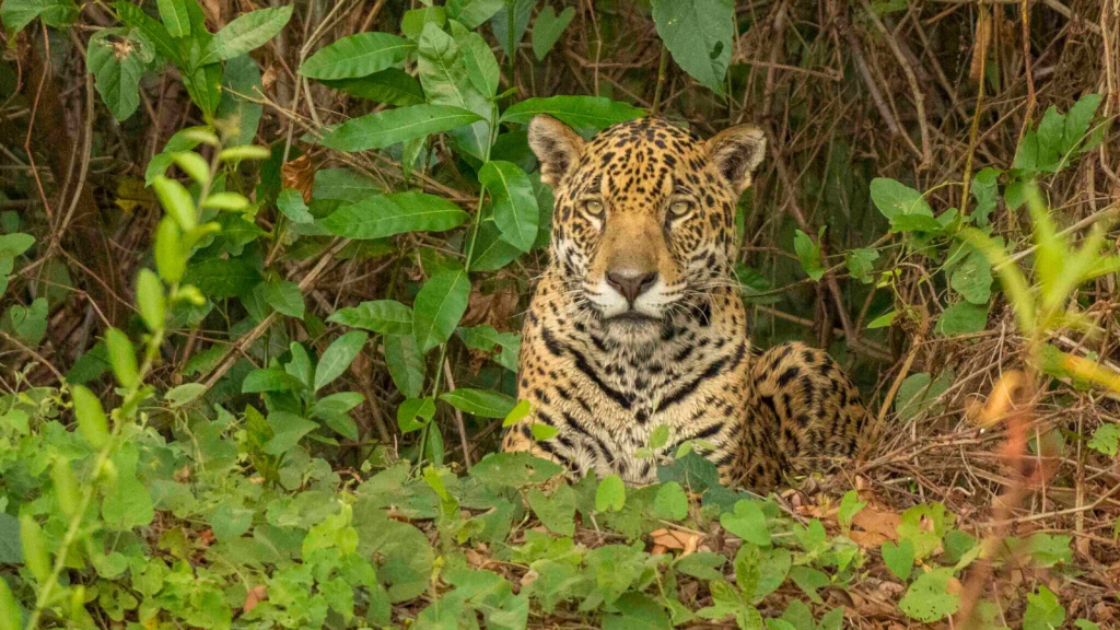 Jaguar 