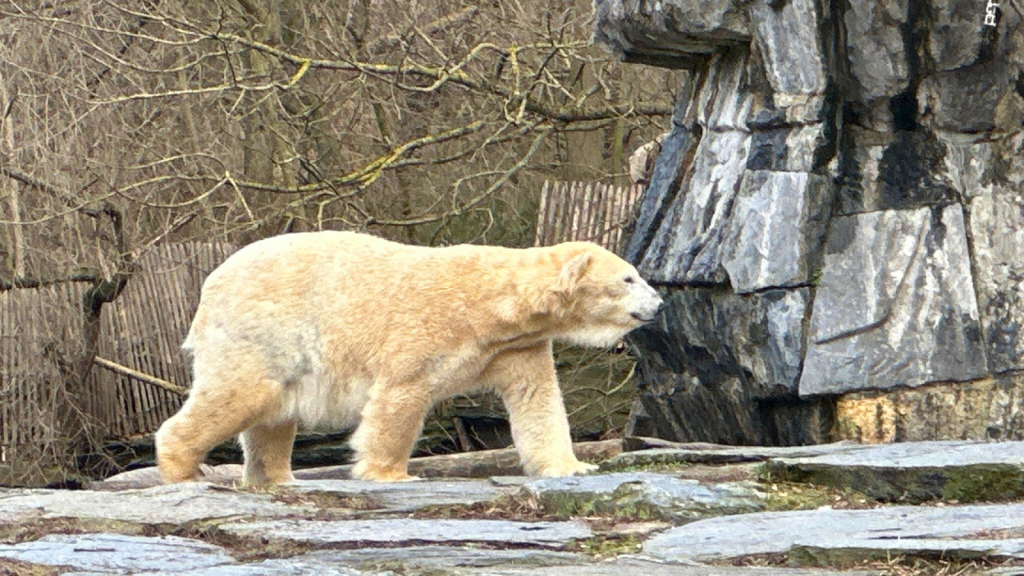 Polar Bear