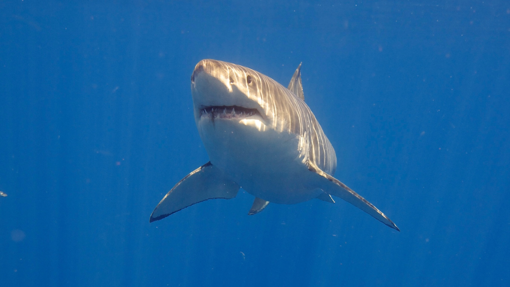 Great White Shark