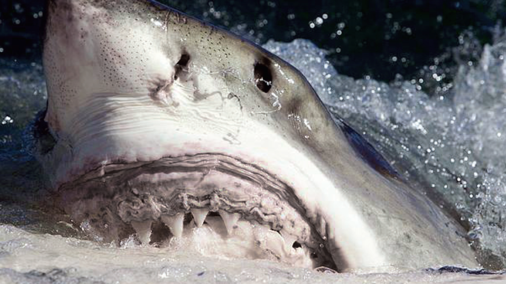 Great White Shark