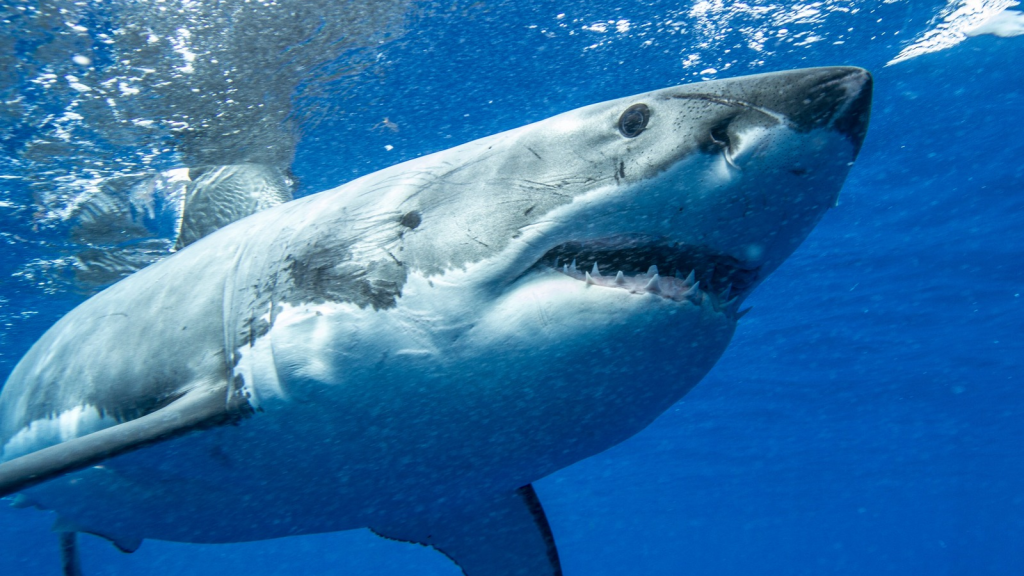 Great White Shark