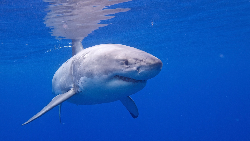 Great White Shark