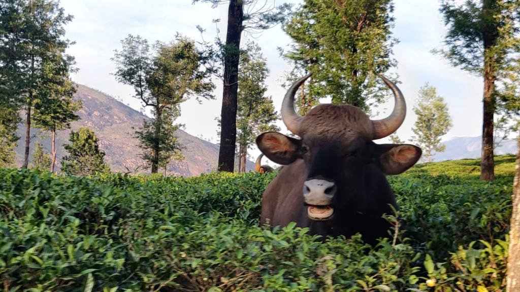 Indian Gaur