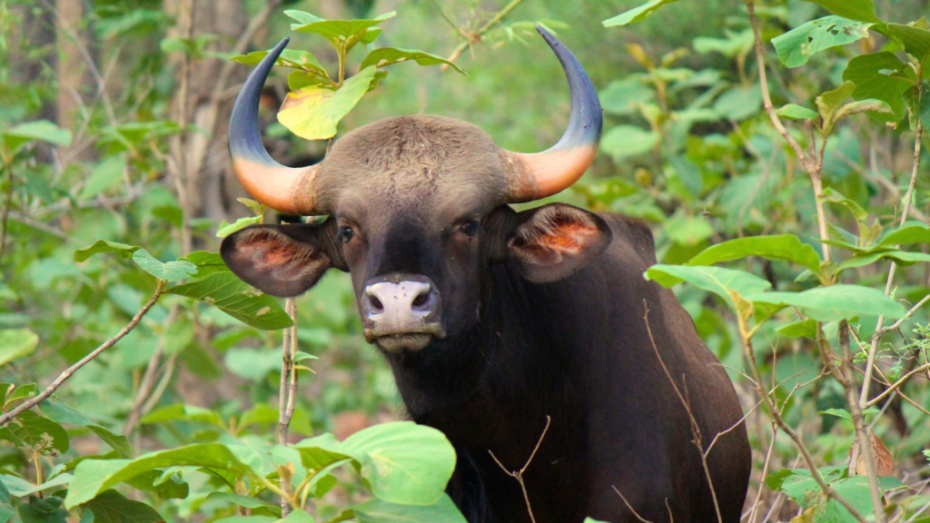 Indian Gaur