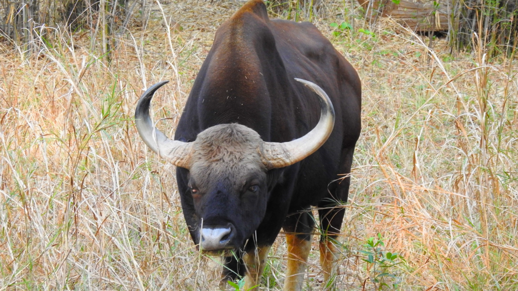 Indian Gaur