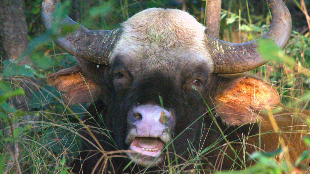 Indian Gaur 