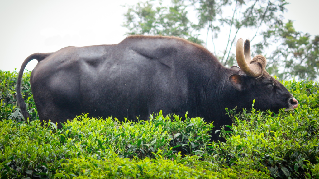 Indian Gaur 