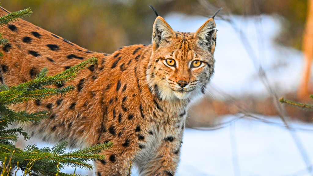 15 Interesting Facts About the Lynx, the Elusive Wildcat of the North