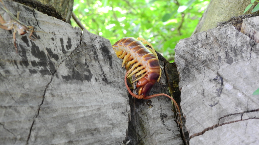 Amazonian Giant Centipede