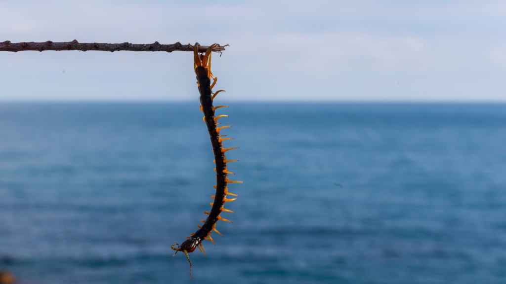 Amazonian Giant Centipede