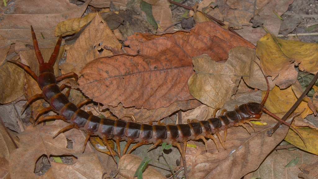 Amazonian Giant Centipede