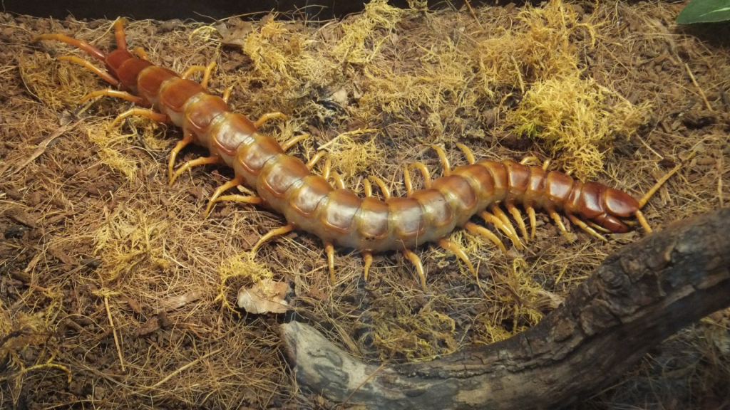 Amazonian Giant Centipede